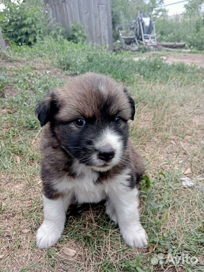 Бесплатно в добрые руки щенки