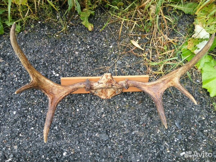 Продам рога лося