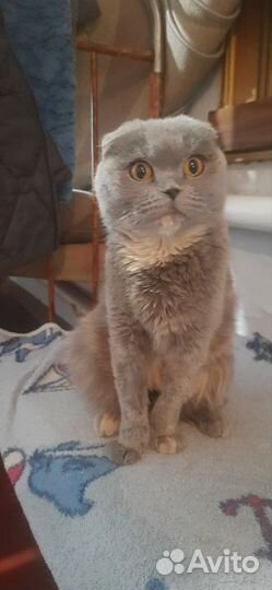 Шотландская кошка