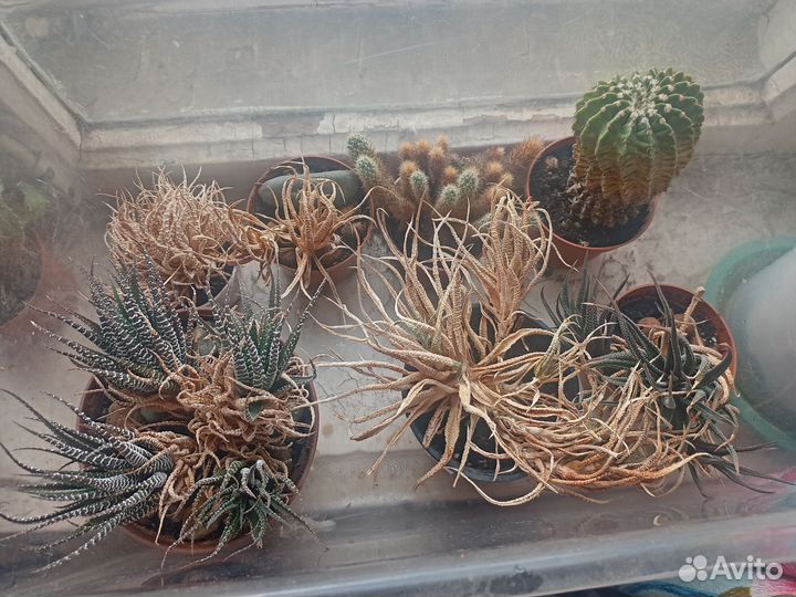 Кактусы