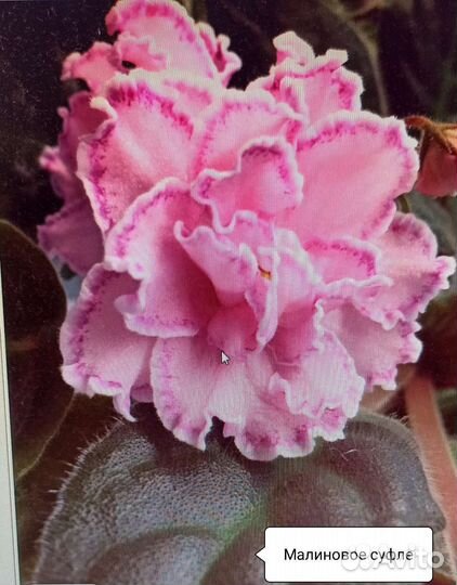 Детки сортовых фиалок