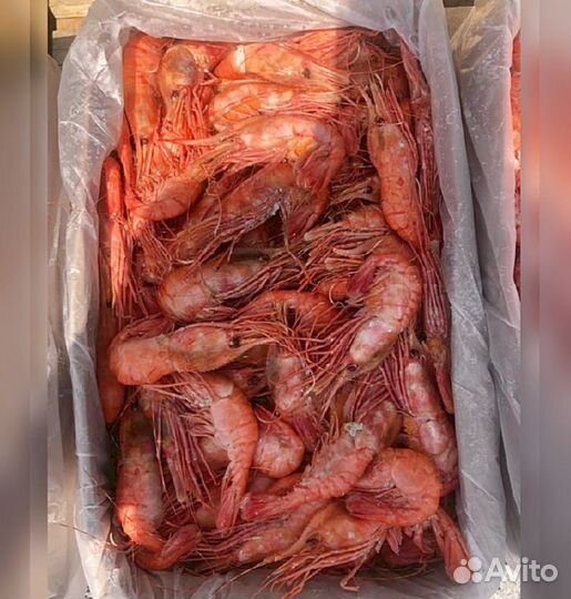 Креветка Северная