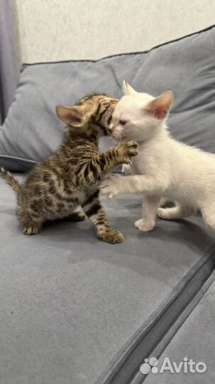 Бенгальские котята