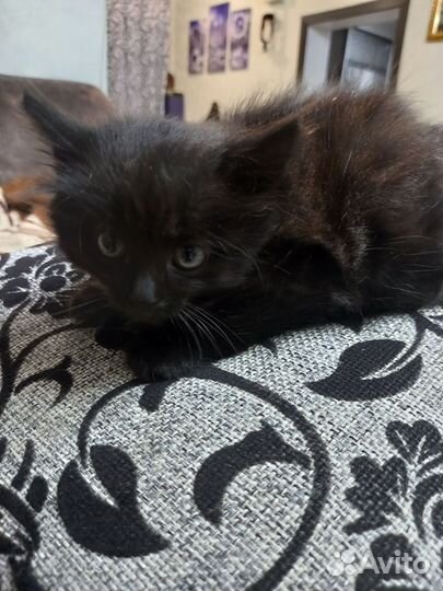 Котята в добрые руки бесплатно