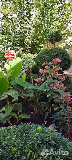 Самшит вечнозелёный