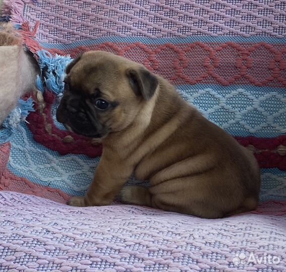 Элитные щенки французского бульдога