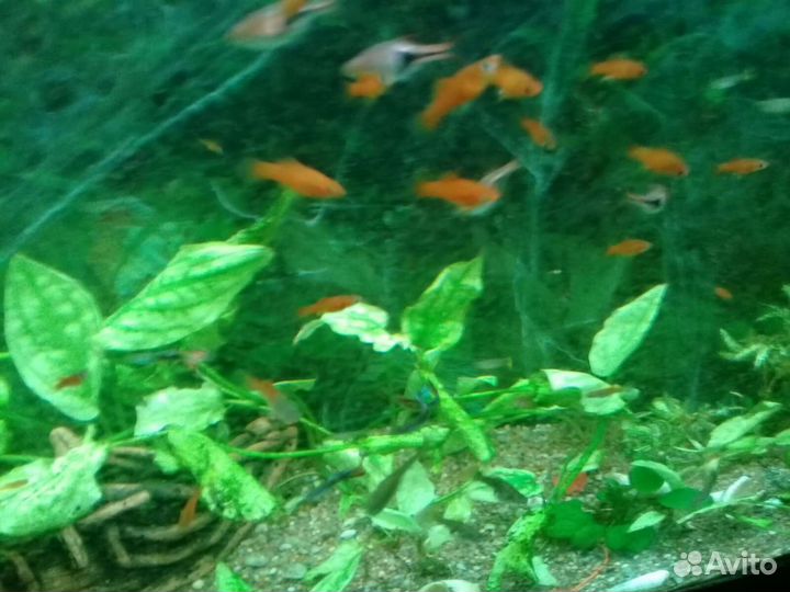 Рыбки разные