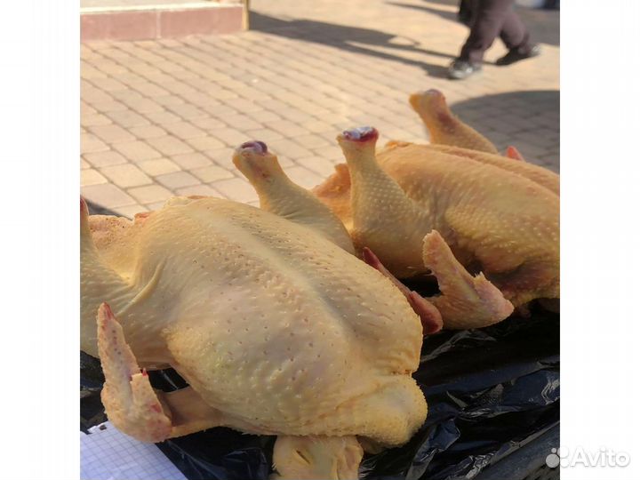 Куры домашние