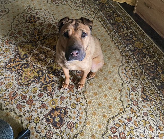 Митис шарпея