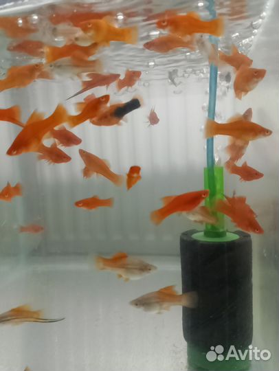 Аквариумные рыбки