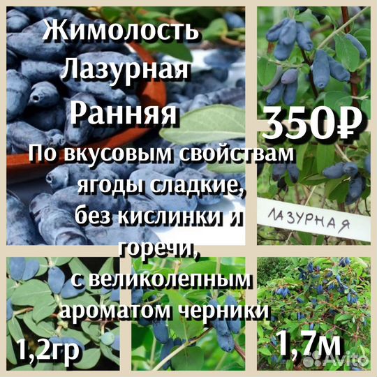 Жимолость 2ух летки