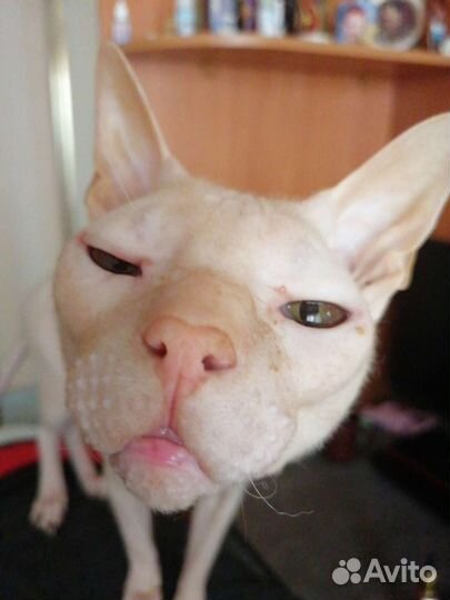 Вязка Сфинкс Донской