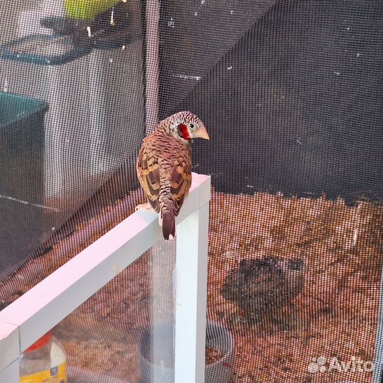 Поиск: Красногорлая амадина, девочка