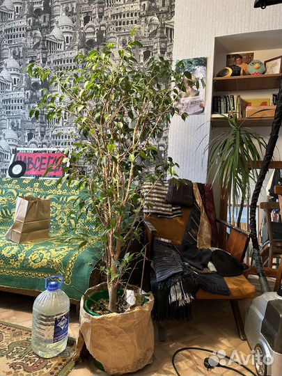 Фикус бенджамина большой/ комнатные растения