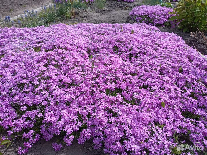 Флокс шиловидный