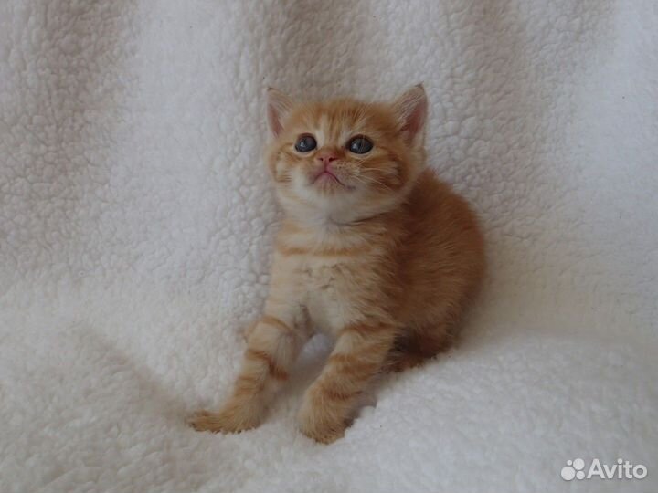 Котята метисы