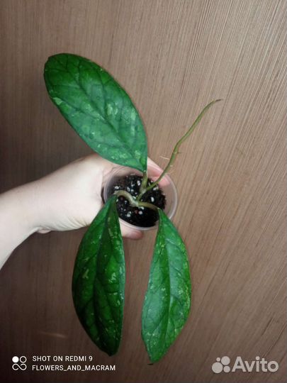 Хойя укорененные и срезом