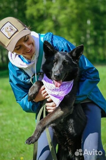 Собака в добрые руки