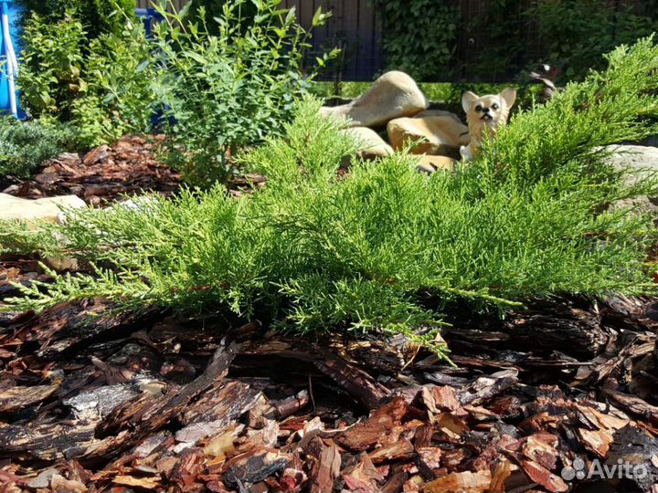 Кора лиственницы, сосны, грунты, террасная доска