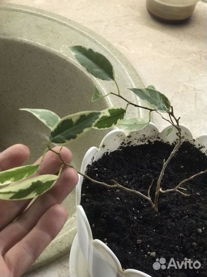 Фикус бенджамина