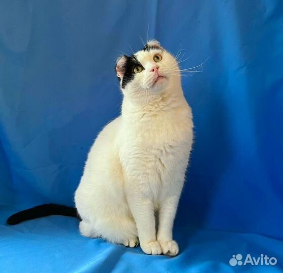 Котик Мурзик в добрые руки (окрас белочерный)