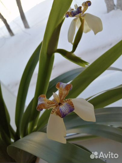 Неомарика или ирис