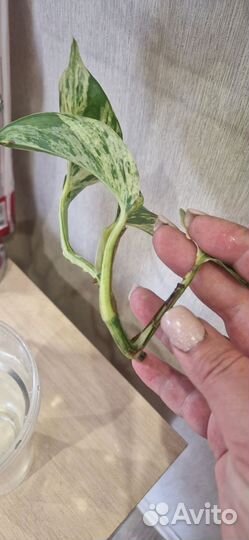 Сциндапсус марбл квин