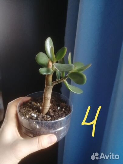 Продам денежные деревья