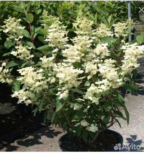 Гортензия метельчатая Early Sensation