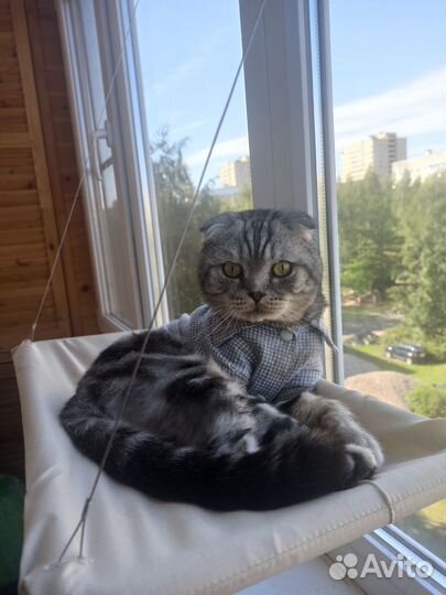 Вязка шотландский котик