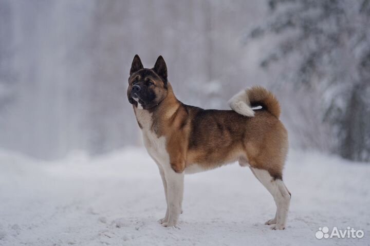 Американская акита вязка