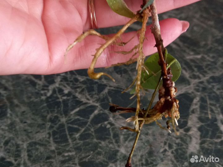 Фикус бенджамина пестролистный