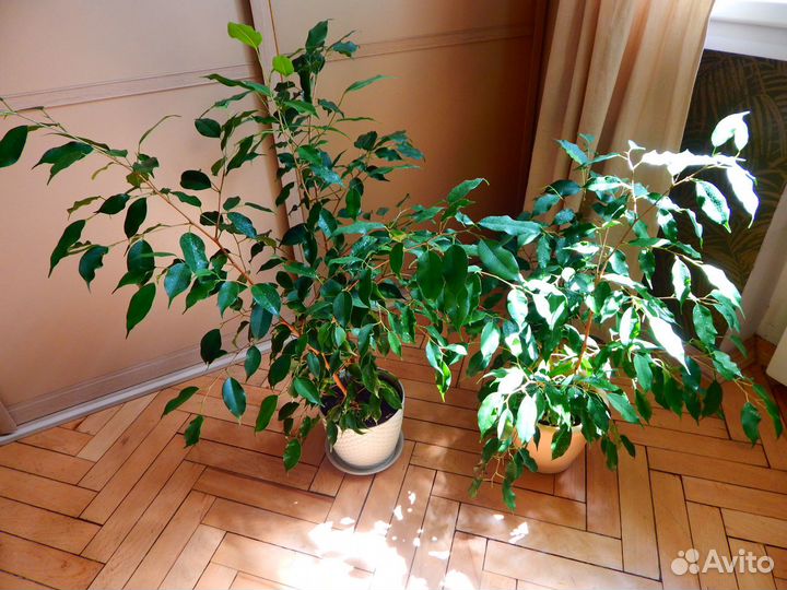 Фикусы бенджамина несколько растений