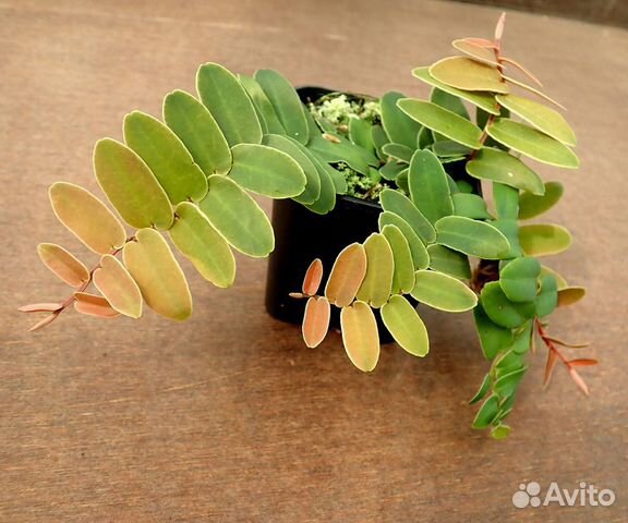 Растения для палюдариума, флорариума, орхидариума