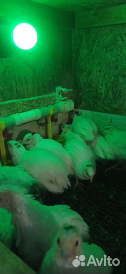 Перепела Техас