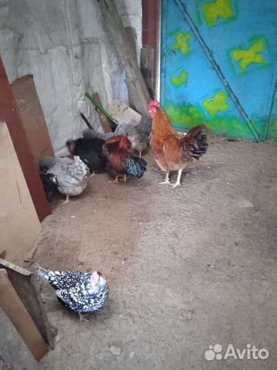 Домашние петухи