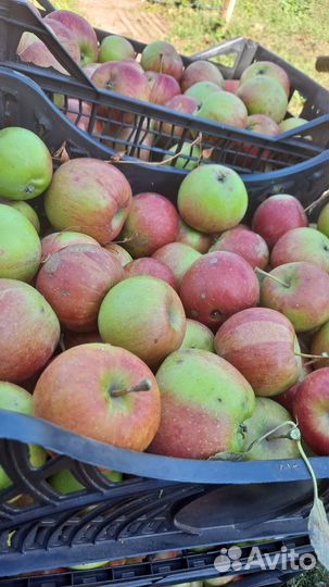 Яблоки оптом