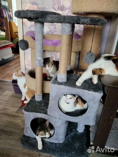 Котики и собачки ищут дом