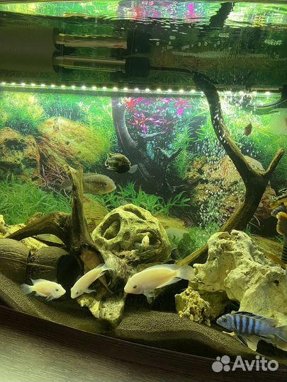 Аквариум