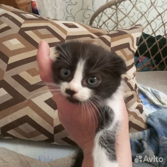 Отдам котят вислоухие