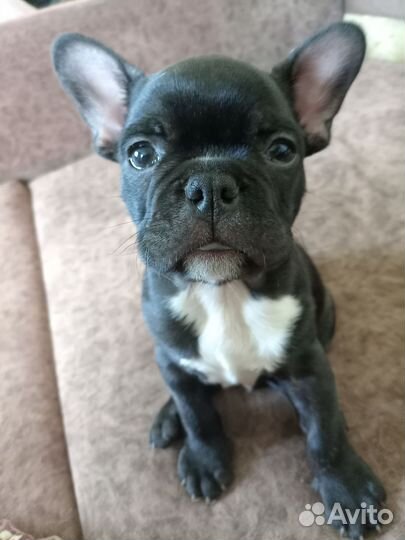 Щенок породы Французский бульдог