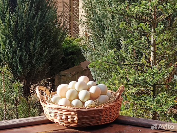 Яйца утиные диетические