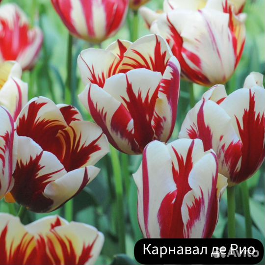 Тюльпан Карнавал де Рио (3 шт)