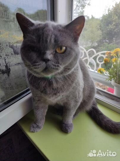 Британская