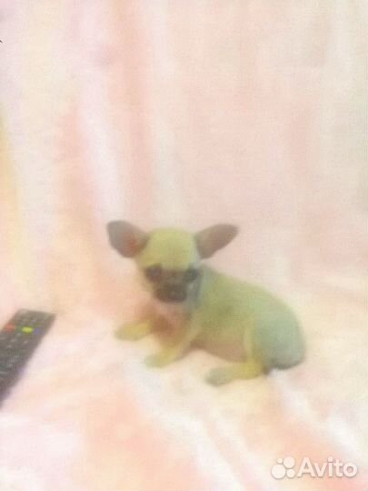 Малютка чишечка