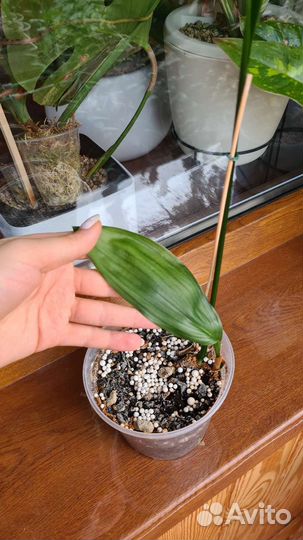 Аспидистра элатиор и Milky way