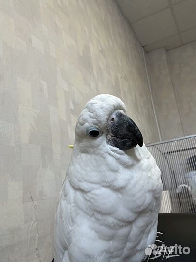 Говорящий попугай какаду