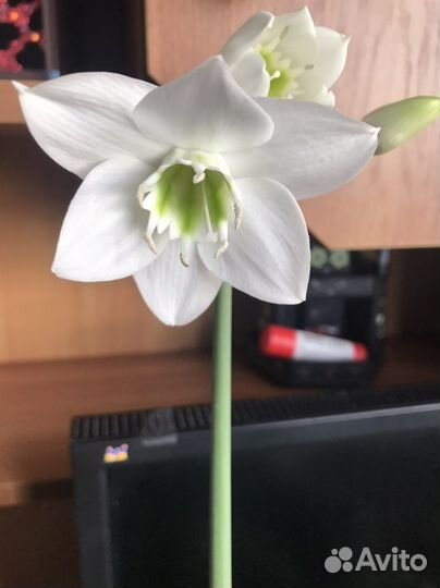 Амазонская лилия/ гиппеаструм/ замиокулькас