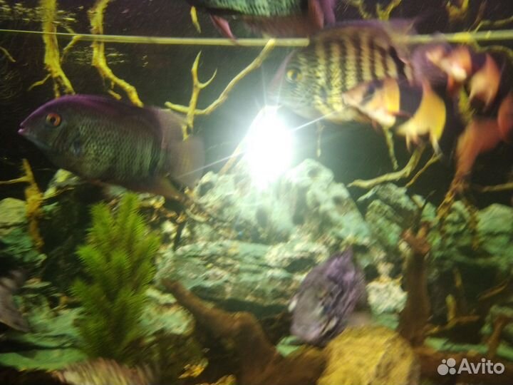 Аквариумные рыбки