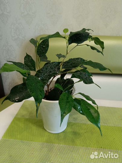 Фикус Бенджамина